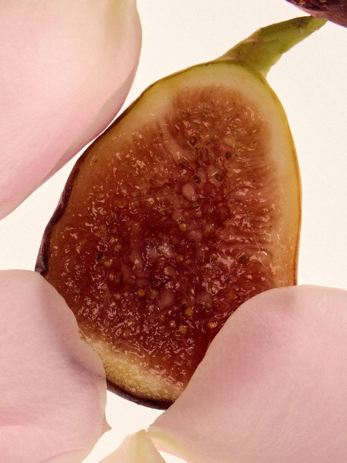 Cross-section of an iris flower